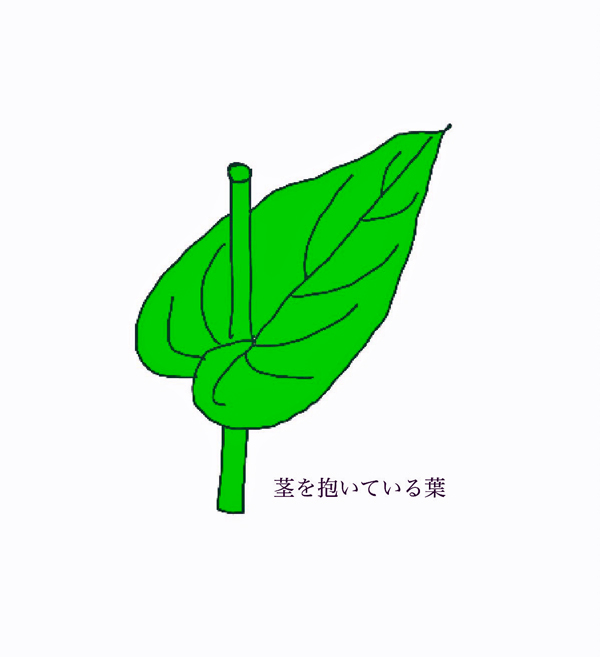 スイバの葉の図
